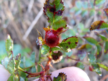 Fruits arrondis, rouges puis noirs à maturité. Agrandir dans une nouvelle fenêtre (ou onglet)